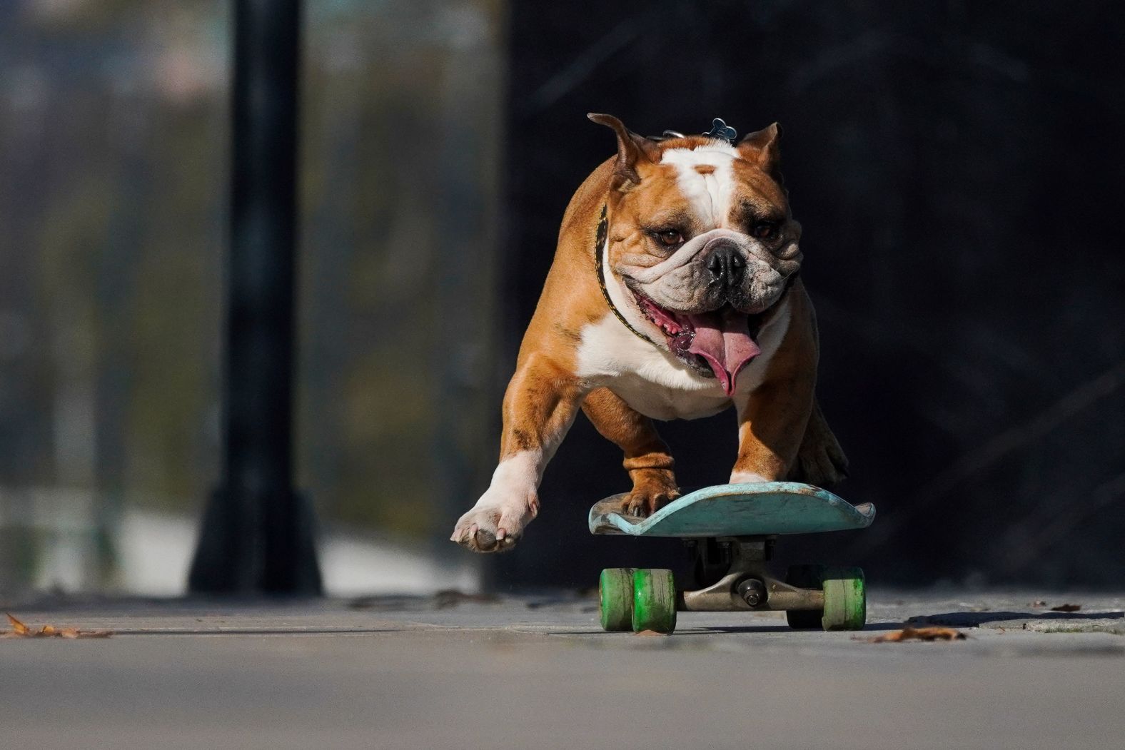 A dog rides a skateboard during Dog Day celebrations in Santiago, Chile, on Saturday, July 20.