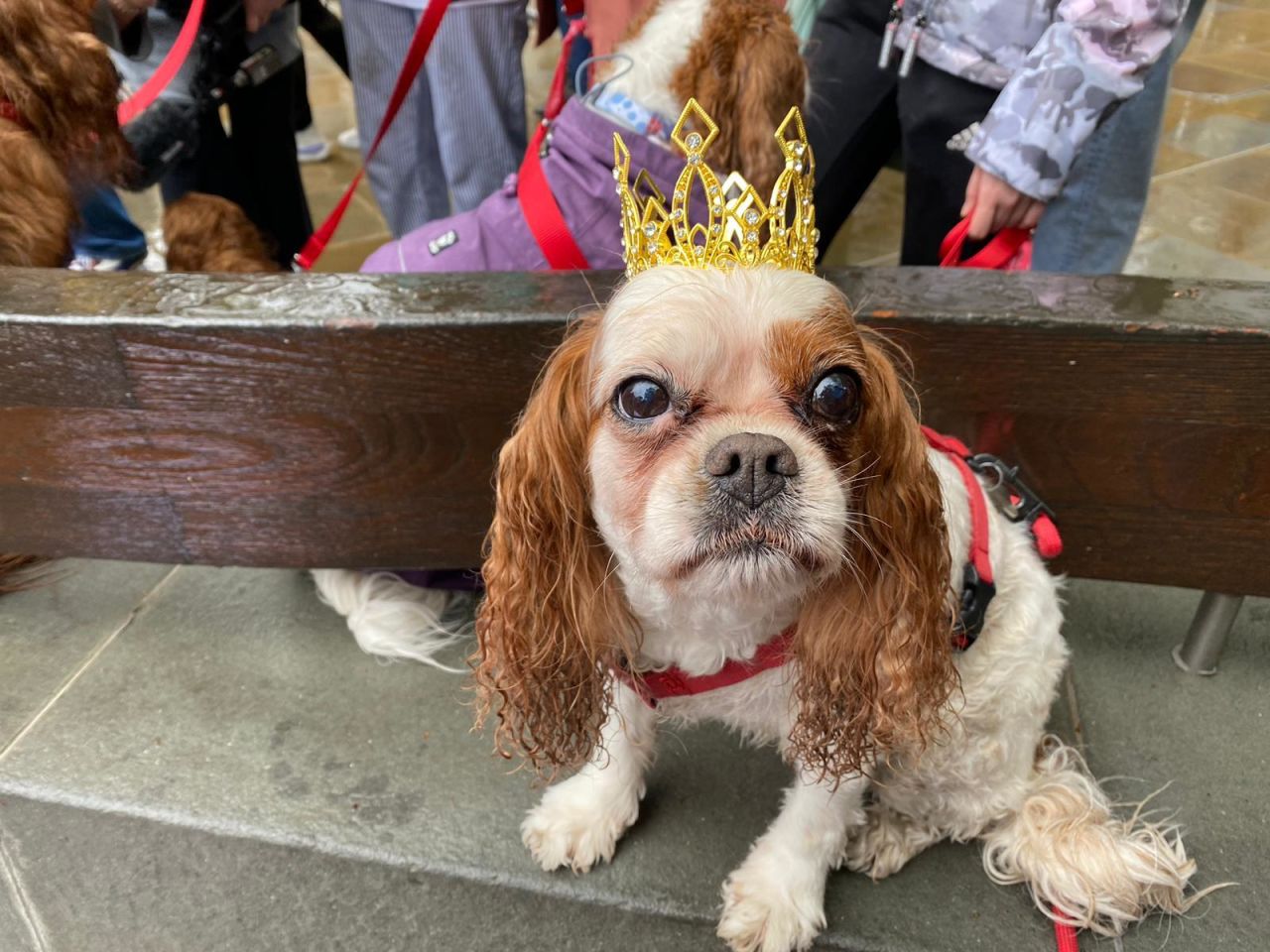 Monica the dog gets the royal treatment on Coronation Day in London.