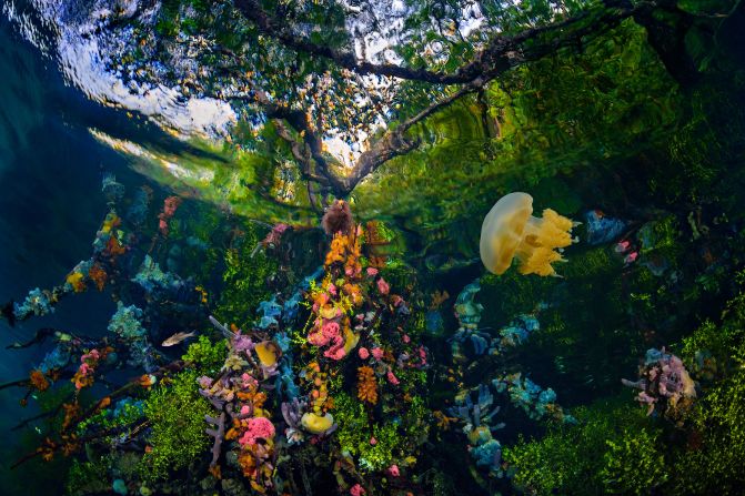 Purwanto Nugroho’s photograph “Kakaban Mangrove” shows how colorful underwater mangrove habitats can be. It was highly commended in the mangroves and underwater category.