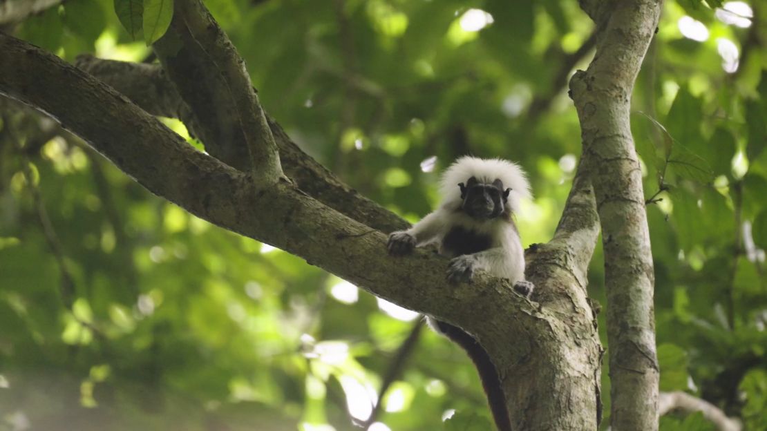 The illegal pet trade and slash-and-burn cattle ranching drove the titi to the brink of extinction.