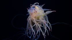 Chile underwater species THUMB60.jpg