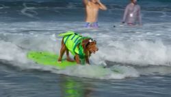 dog surfing wide v1clean.00_00_15_22.Still001.jpg