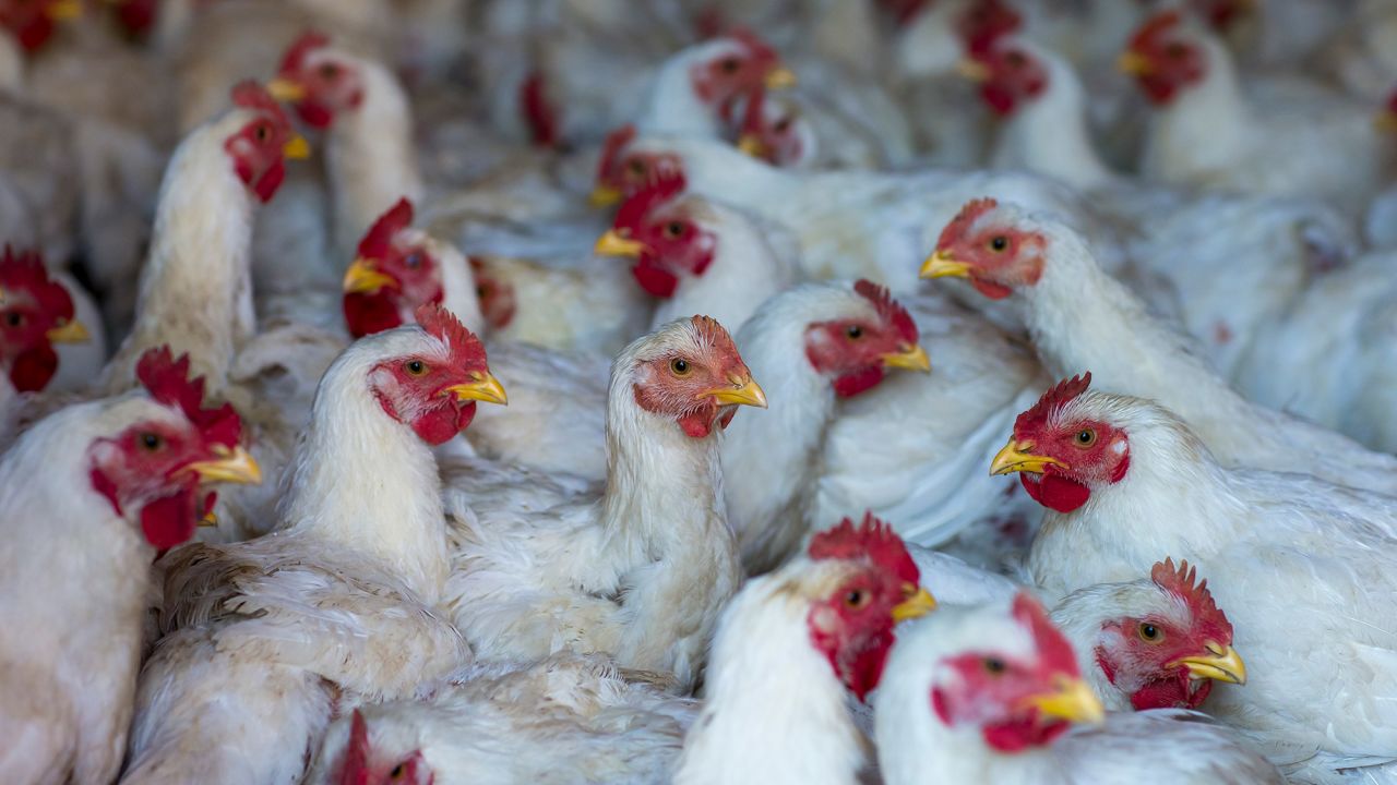 White oblivious chickens waiting to be butchered, Elk Hart Lake, Wisconsin, USA