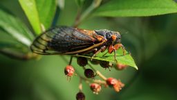 TAKOMA PARK, MD - MAY 15: A newly molted periodical cicada clings to a plant on May 15, 2021 in Takoma Park, Maryland. Once soil temperatures reach about 64Â°F, billions or perhaps trillions of Magicicada periodical cicada -- members of Brood X -- will emerge in fifteen states and the District of Columbia after living underground for 17 years they will molt, mate and die within a matter of weeks. (Photo by Chip Somodevilla/Getty Images)