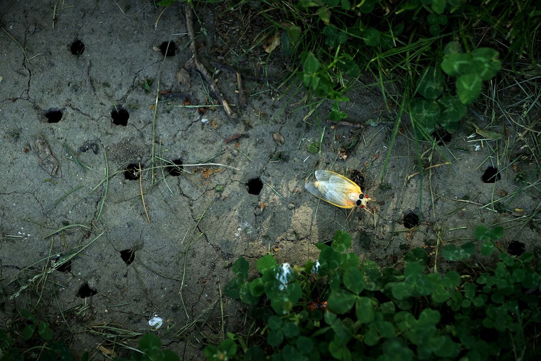 A periodical cicada that has just shed its outer skeleton crawls among holes dug by emerging cicada nymphs on May 20, 2021, in Takoma Park, Maryland.