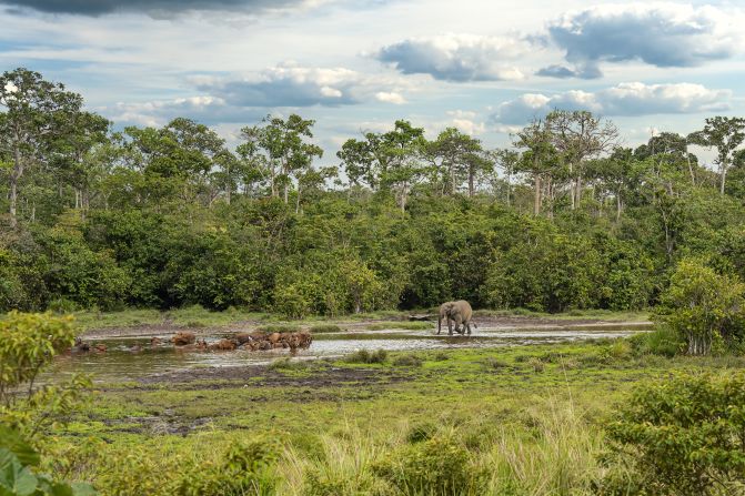 <strong>Kamba African Rainforest Experiences: </strong>This company focuses on "low-impact ecotourism adventures and is the only private operator" in Odzala-Kokoua National Park the Republic of Congo, says TIME.