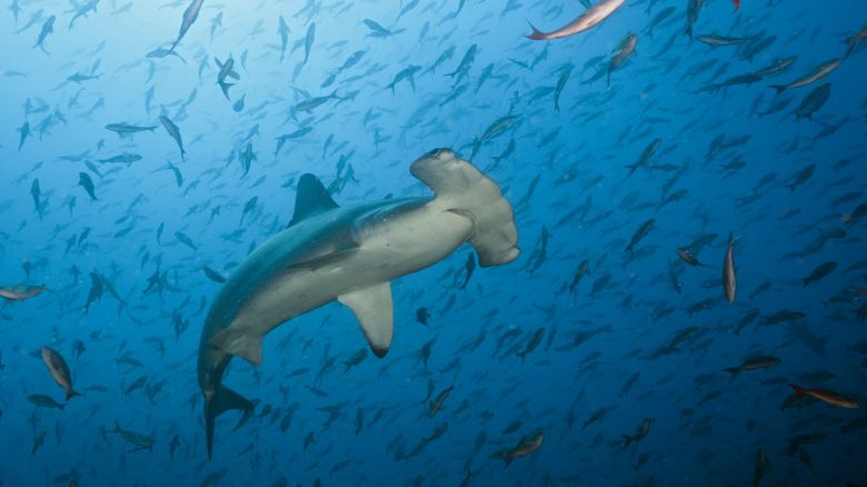 Bogenstirn-Hammerhai, Sphyrna lewini, Arch, Darwin Island, Galapagos, Ecuador | Scalloped Hammerhead Shark, Sphyrna lewini, Arch, Darwin Island, Galapagos, Ecuador, 2016