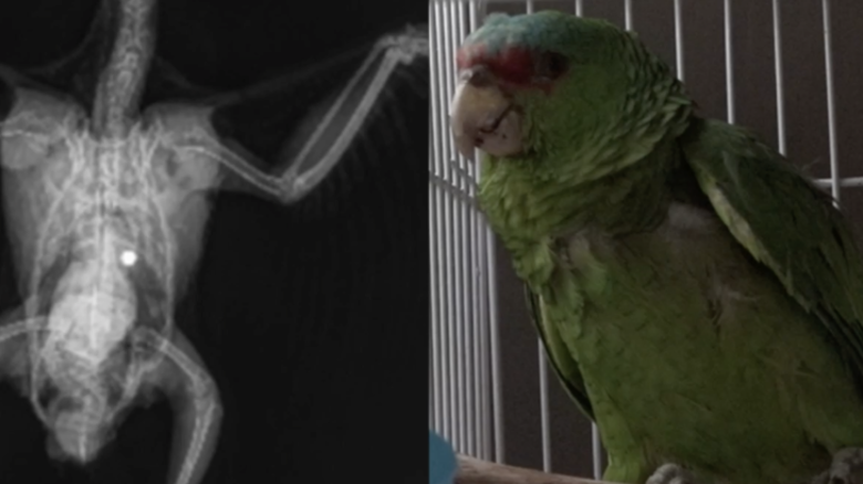 KGTV Parrot BB.png