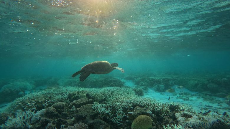 A turtle swims in a shallow lagoon at Lady Elliot Island, off the Queensland Coast.