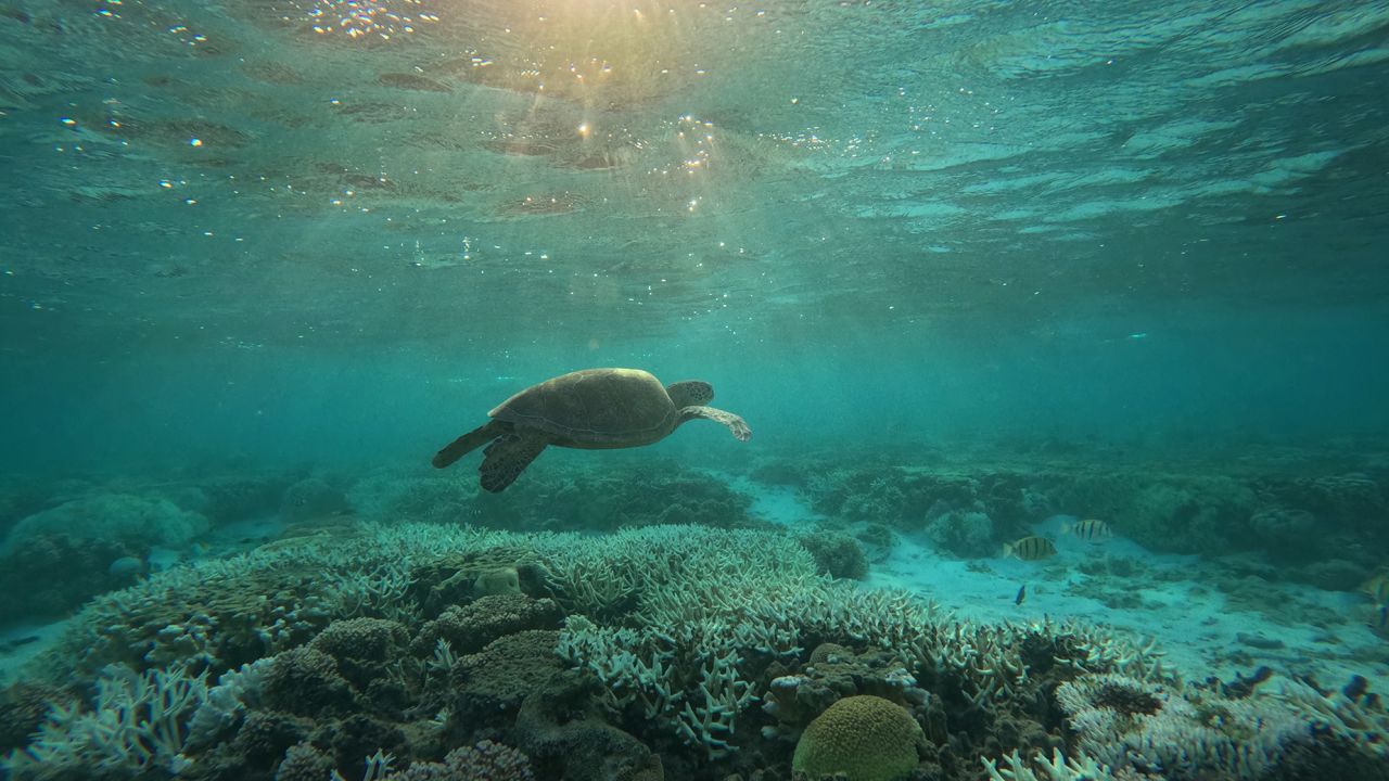 A turtle swims in a shallow lagoon at Lady Elliot Island, off the Queensland Coast.