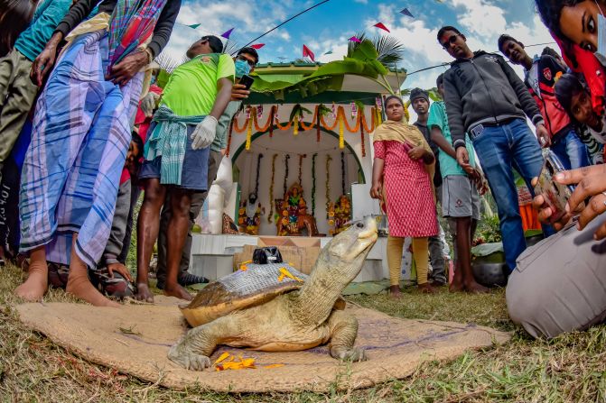 Upamanyu Chakraborty photographs a Northern River terrapin before release as part of a conservation breeding program in the Sundarbans, India. The photograph was runner-up in the mangroves and people category.