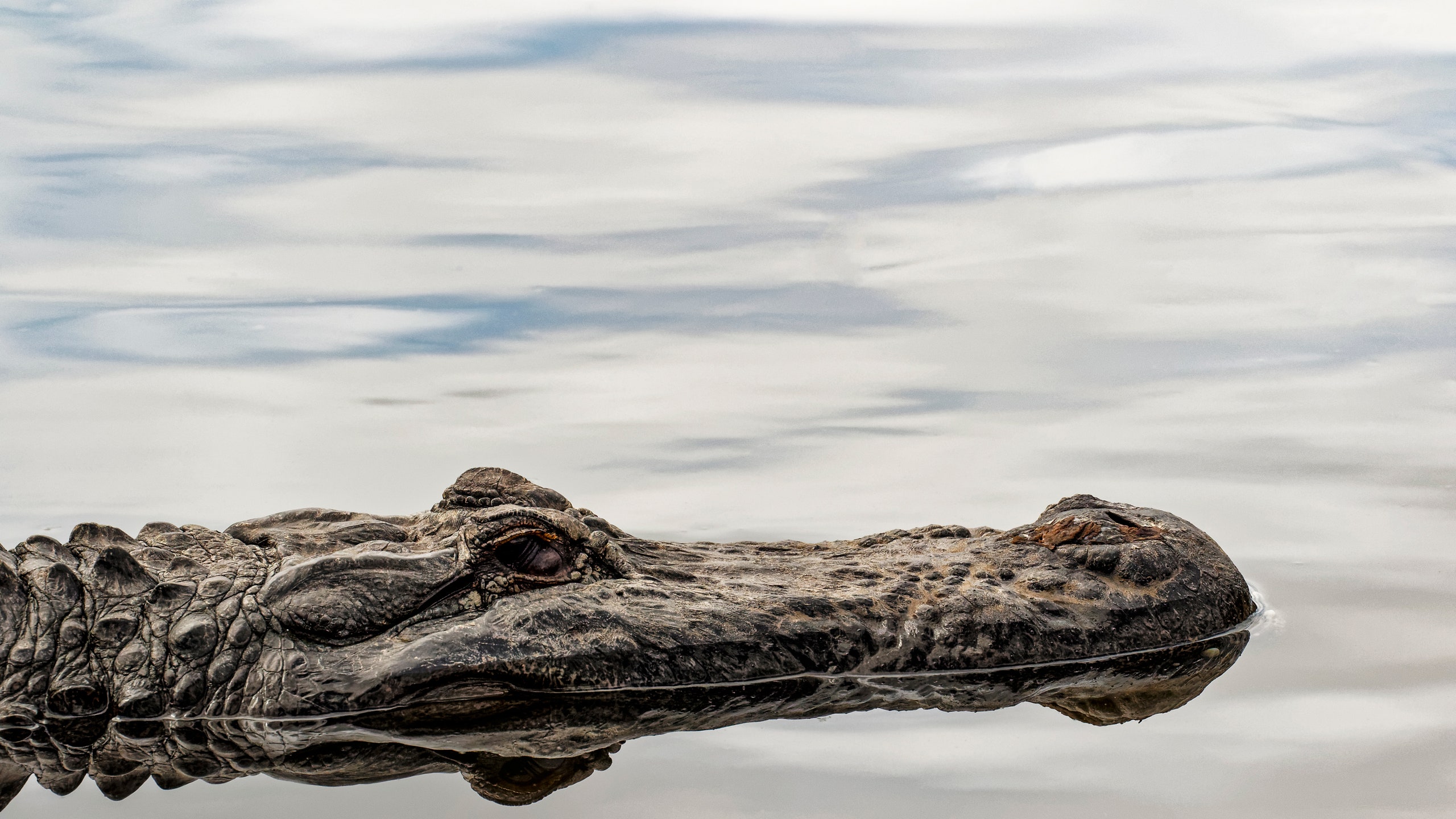 United States, Florida, Orlando, Park, Gatorland