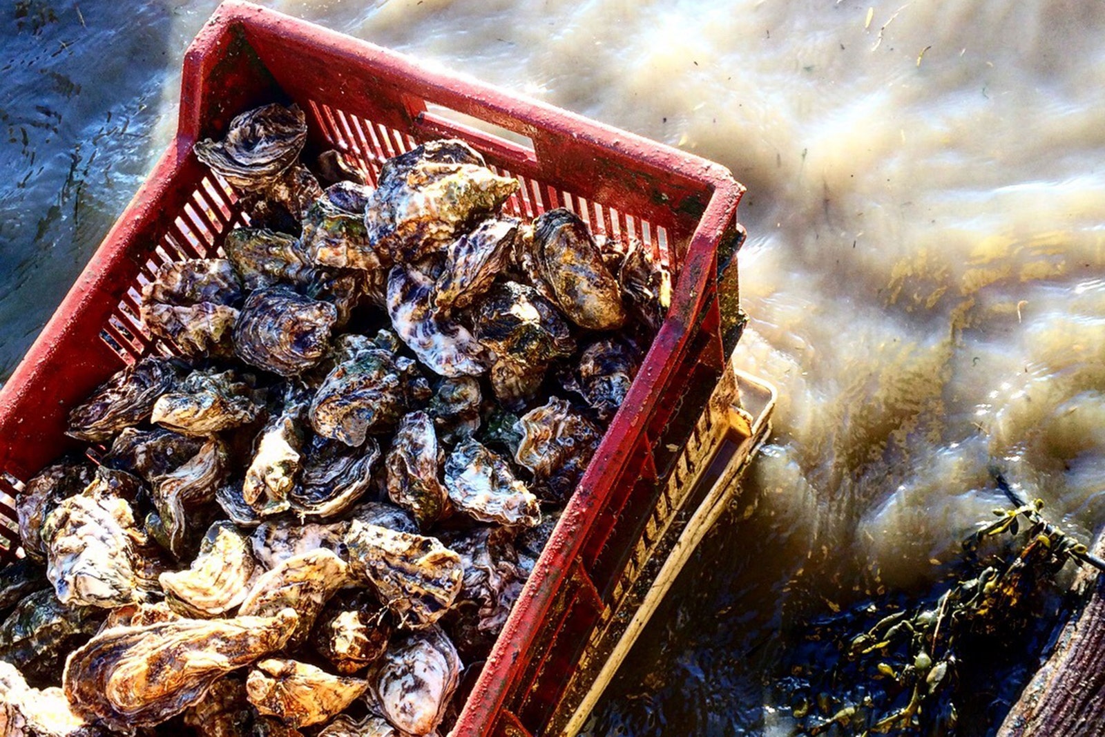 Richard Haward Oysters at Borough Market London