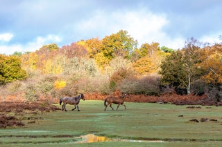 New Forest