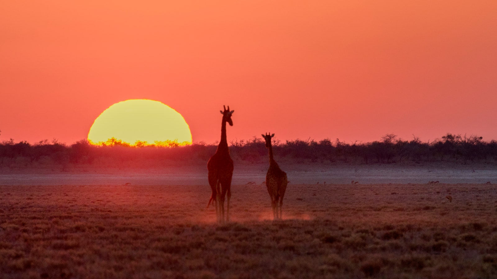 No safari is complete without a night game drive &#8211; here are 10 of the best