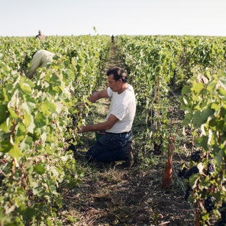 How one Champagne house is adapting to climate change