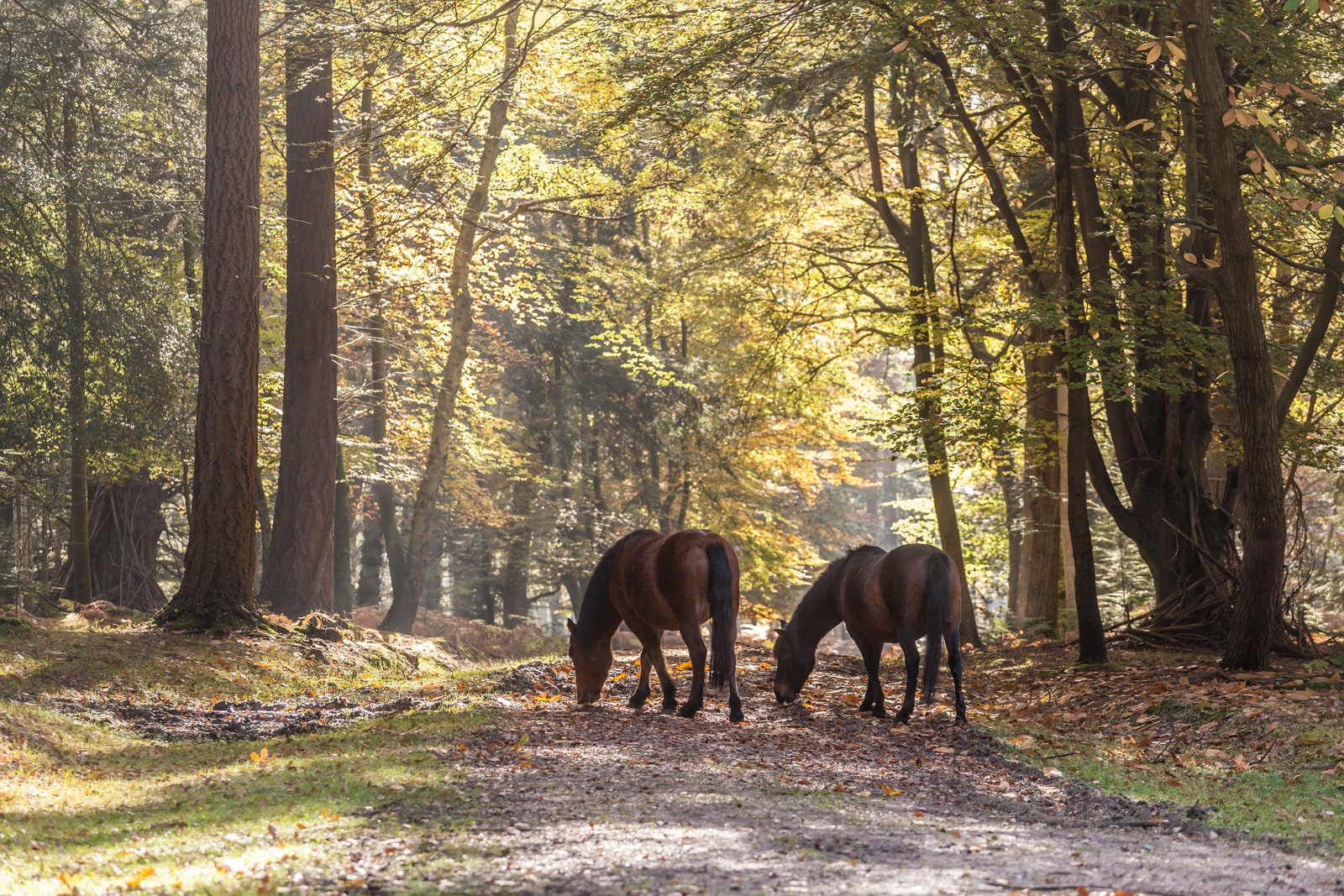 New Forest ponies in amongst the autumn forest.