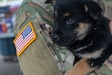 U.S. Army Reserve Sgt. Gabrielraphael Davis, an animal care specialist assigned to the 7361st Veterinary Detachment out of Richmond, Va., holds a puppy after its immunization during Innovative Readiness Training - Operation Walking Shield at a makeshift veterinary clinic in Dunseith, N.D., July 17. The 7361st VD conducted approximately 15 to 30 surgeries a day on pets and stray animals, as well as numerous vaccinations and other veterinary services in the Turtle Mountain Indian Reservation. (U.S. Army Reserve photo by Staff Sgt. Christopher Hernandez)