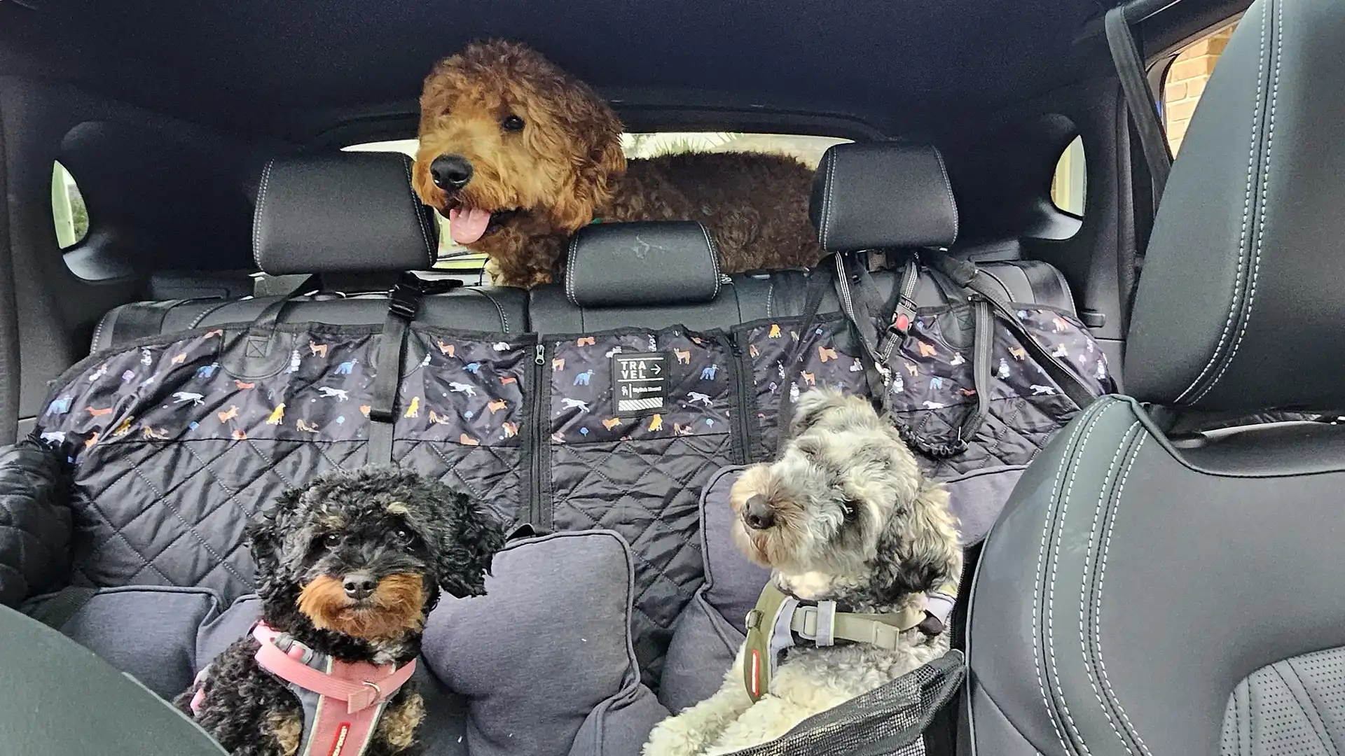 This small SUV was surprisingly perfect for my three dogs