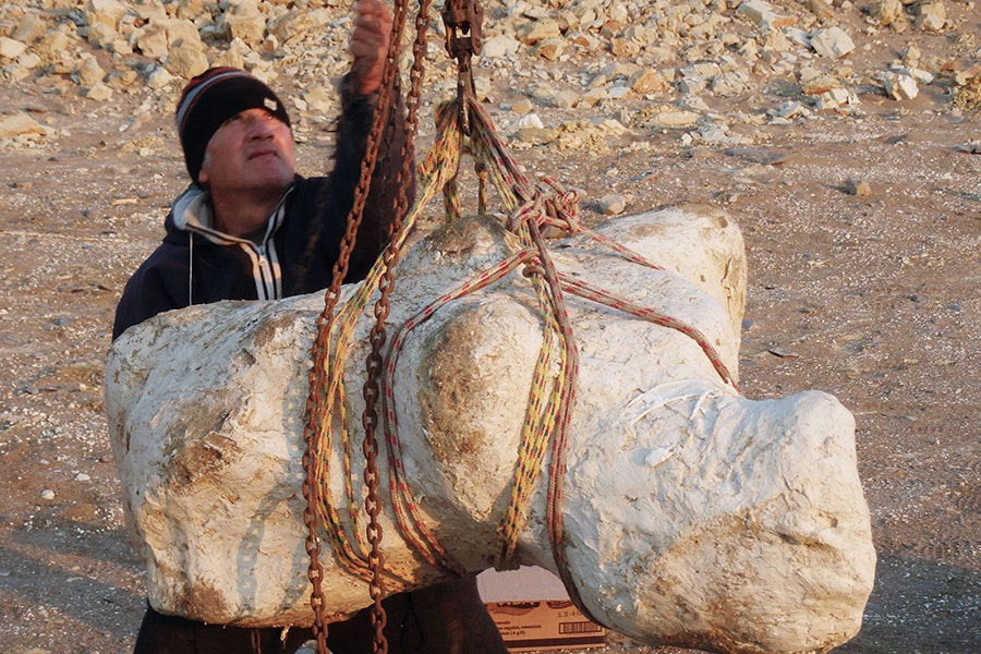 Perucetus colossus: encontrado en Perú el animal más pesado del mundo