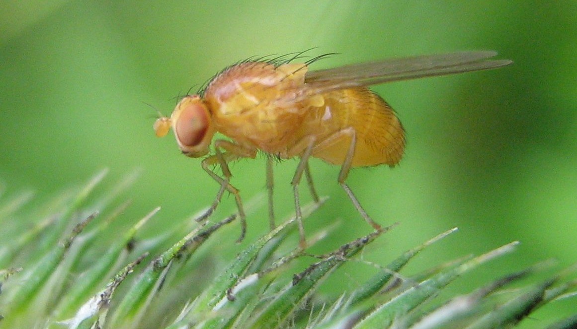 Pesquisadores americanos descobriram que envelhecimento causado por acúmulo de uma proteína nos neurônios pode ser revertido na mosca Drosophila. Sua capacidade de memória foi restaurada. Próximo passo é estudar o fenômeno em humanos.