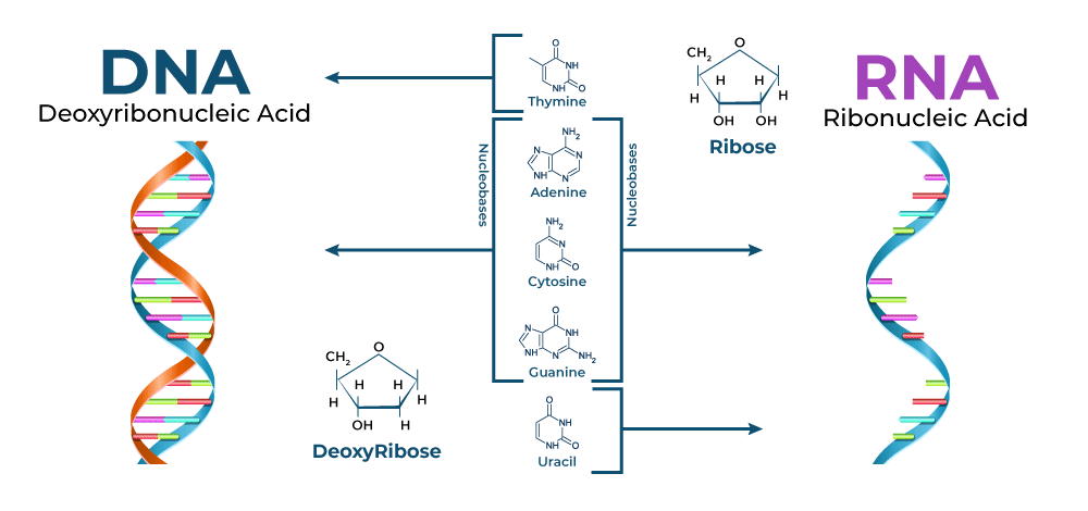 The Differences Between Dna And Rna - vrogue.co