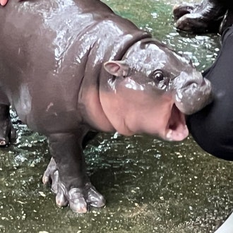 Who Is the Baby Pygmy Hippopotamus Moo Deng?