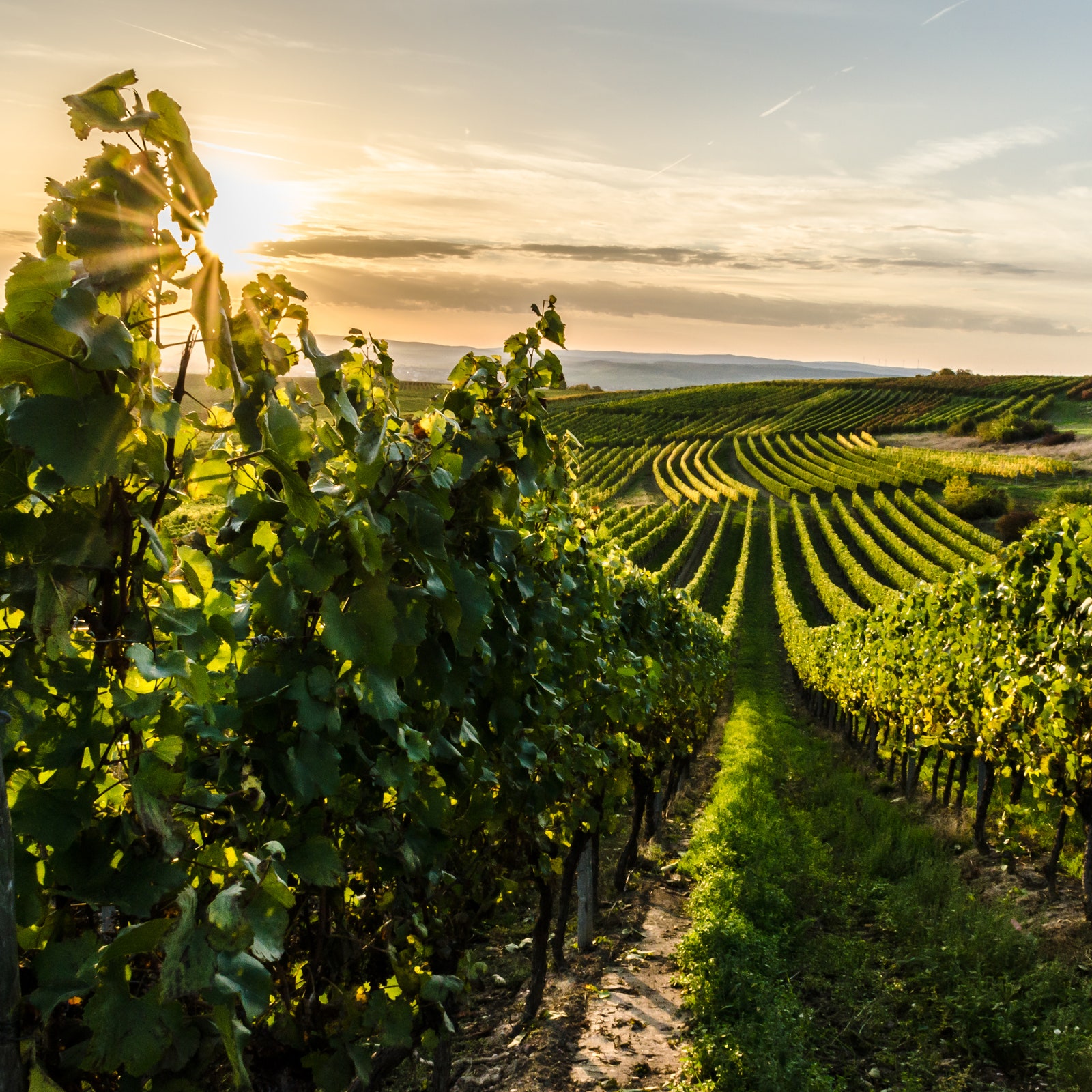 Wein-Experte Jens Priewe: “Die meisten geben nicht zu, dass sie nicht viel über Wein wissen”