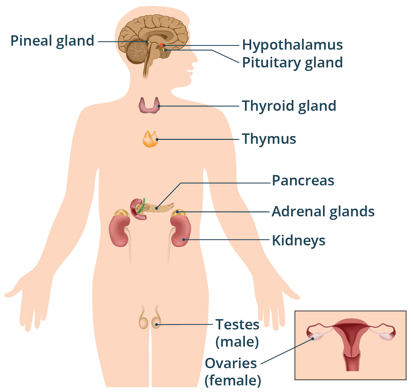 An illustration of the endocrine system.