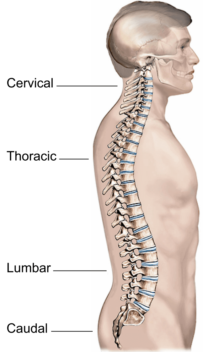 Illustration of different types of epidrual.