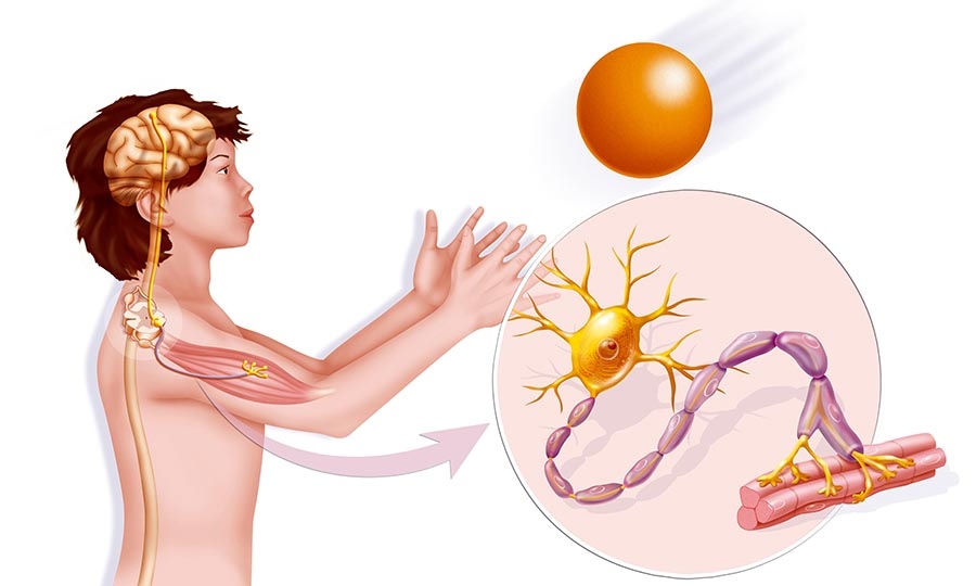 Illustration showing a boy catching a ball, after the messages were carried from the brain to the muscles.