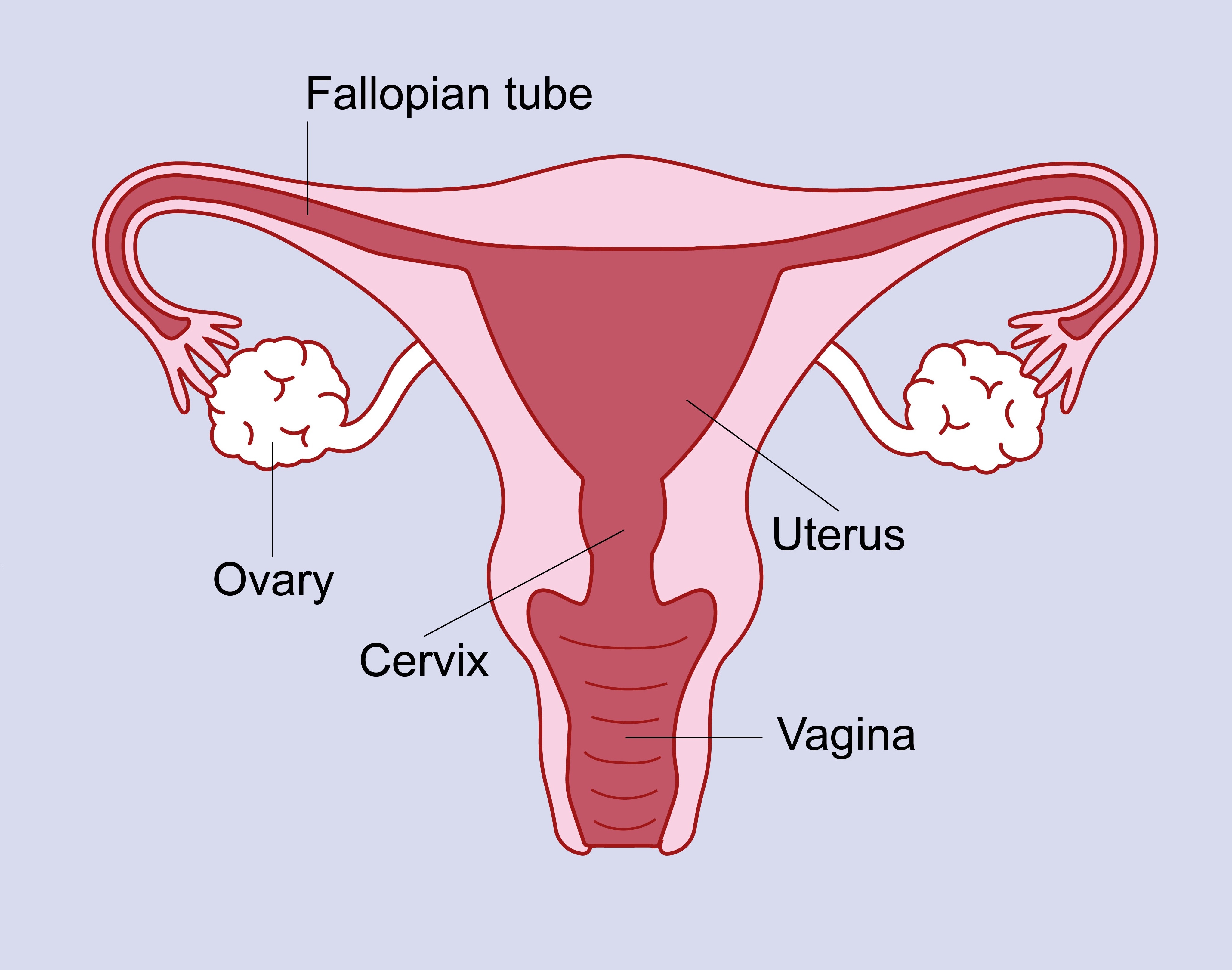 Illustration of a womb.