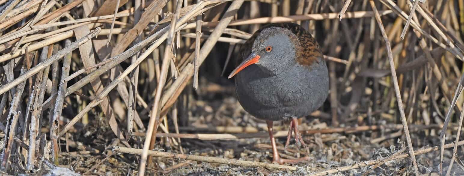 Vandriksen (Rallus aquaticus) er sky og lever skjult