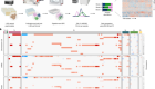 Natural proteome diversity links aneuploidy tolerance to protein turnover