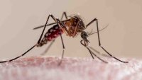 Close-up of a mosquito biting human skin