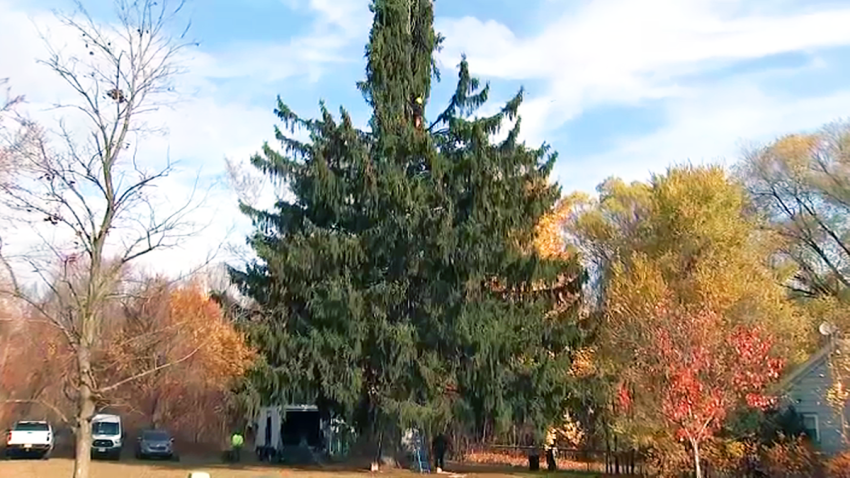 rockefeller center christmas tree 2022