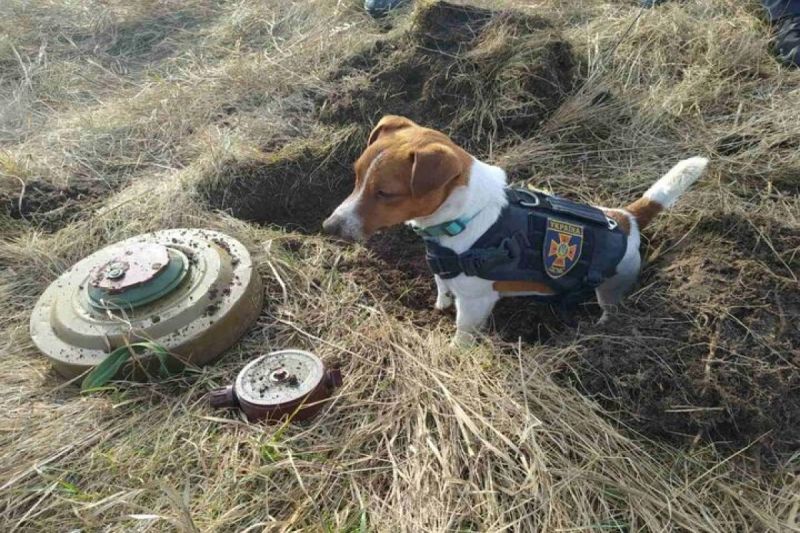 美將金援8900萬美元　協助烏克蘭拆除俄軍地雷
