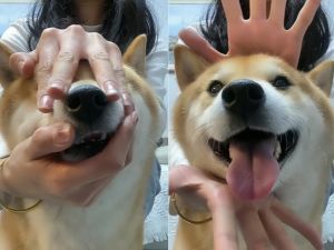 柴犬「開花舞」瞬間噴燦笑！粉絲跪求：今晚加餐　周一上班不憂鬱
