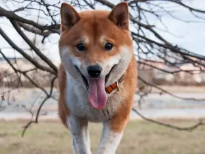 租屋處養柴犬、柯基！北市男活活餓死3寵物　法院判決結果曝
