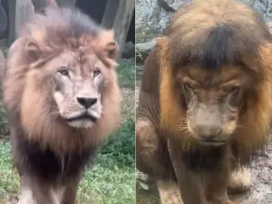 壽山動物園公獅淋雨秒變「妹妹頭」　16:50獅吼準時call姊妹下班
