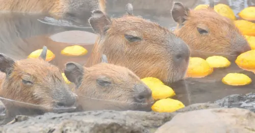 ▲水豚君喜愛泡溫泉的形象，已經深植於民眾心中。（圖／取自X@capybarabath）