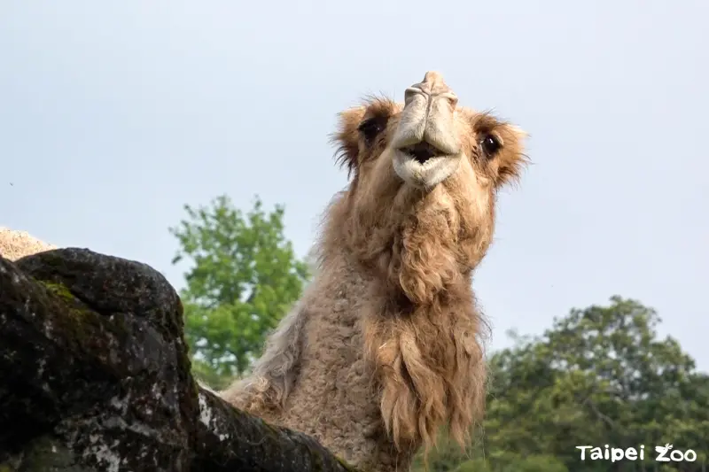 ▲臺北市立動物園高齡26歲的單峰駱駝「玉葉」，近兩年日漸顯露老態，並於3日上午離世，享年26歲。（圖／翻攝自臉書粉專「Taipei Zoo 臺北市立動物園」）