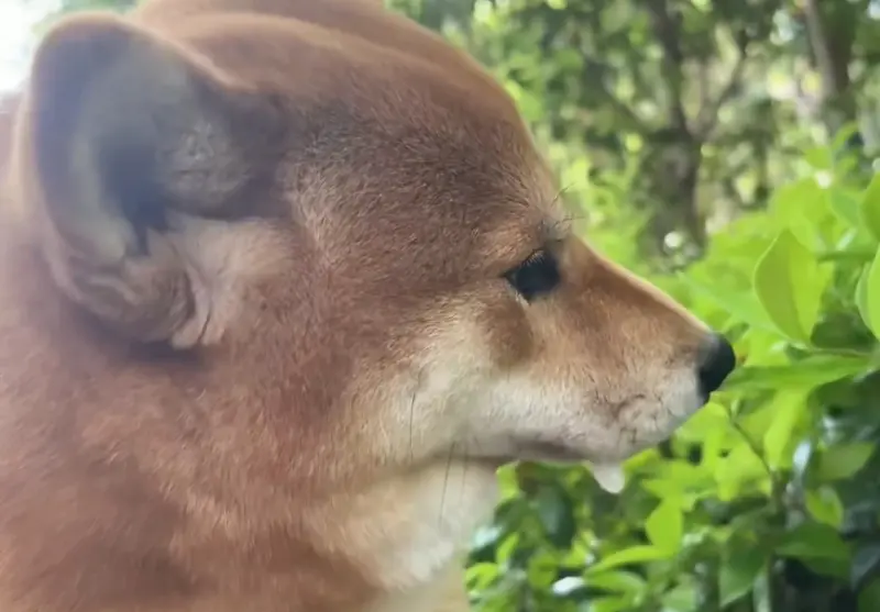 ▲大陸一名飼主家裡養了一條可愛的柴犬，某天外出散步時，突然口吐白沫並且不斷發抖，嚇壞主人。（圖/取自微博）