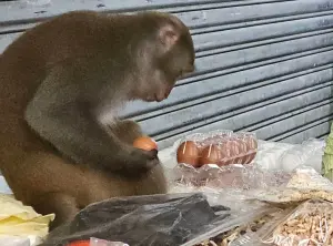 台灣獼猴現蹤士林內湖！當街偷雞蛋水果、還闖民宅　藍委出手了
