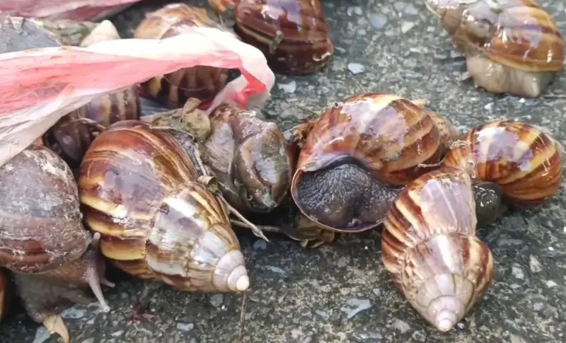 蝸牛小米粽釀3死！昔金蘭醬油「生食大蝸牛」滅門奪5命　後續曝光