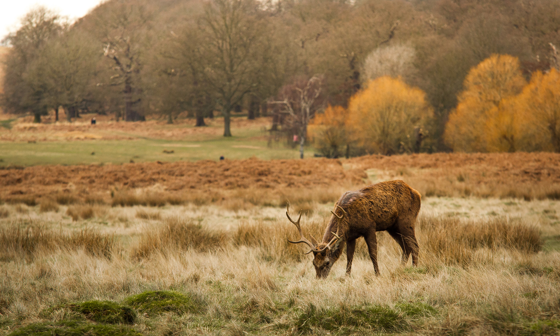 deer in Richmond Park