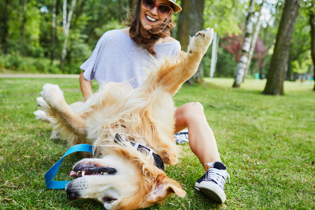 dog-before-exercise