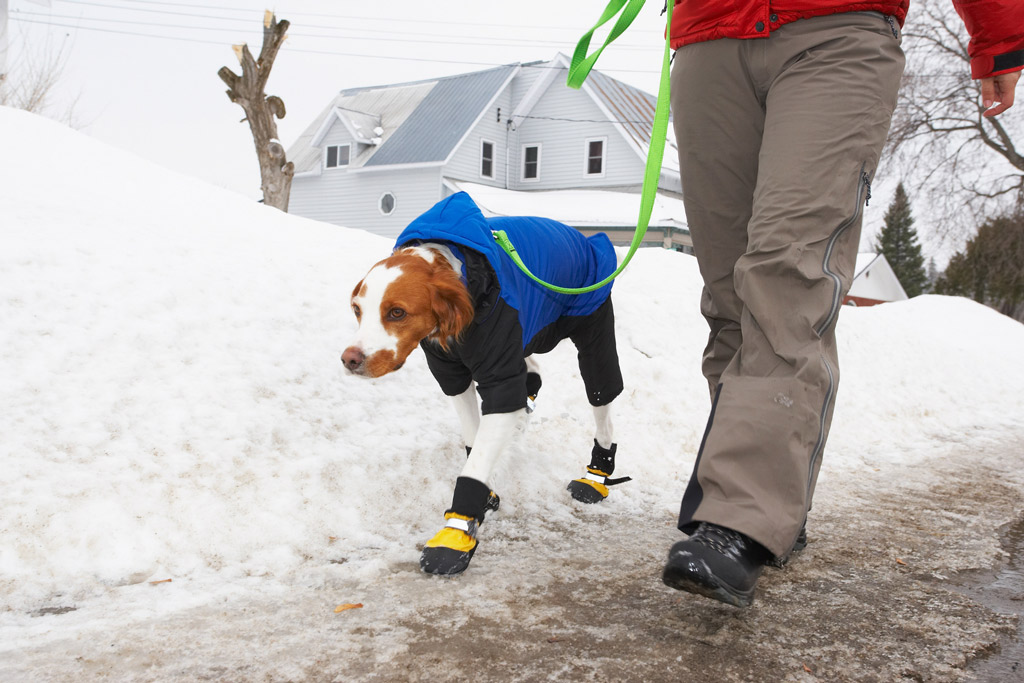 dog-paw-protection