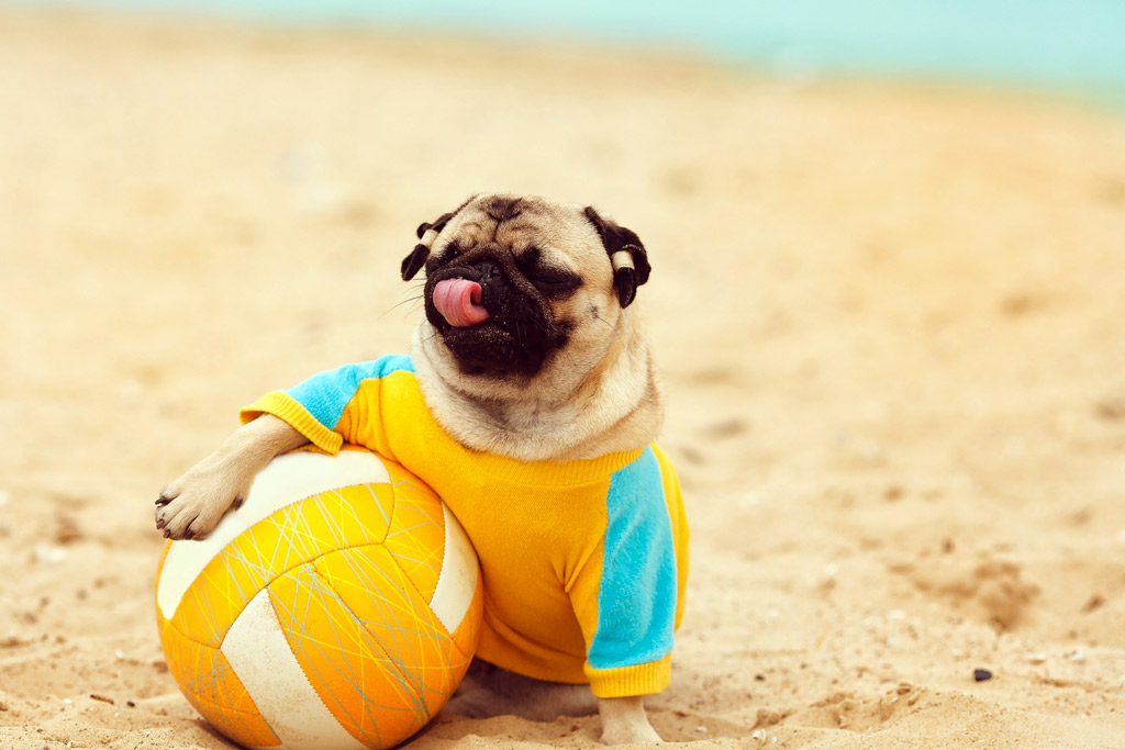 dog-playing-at-beach