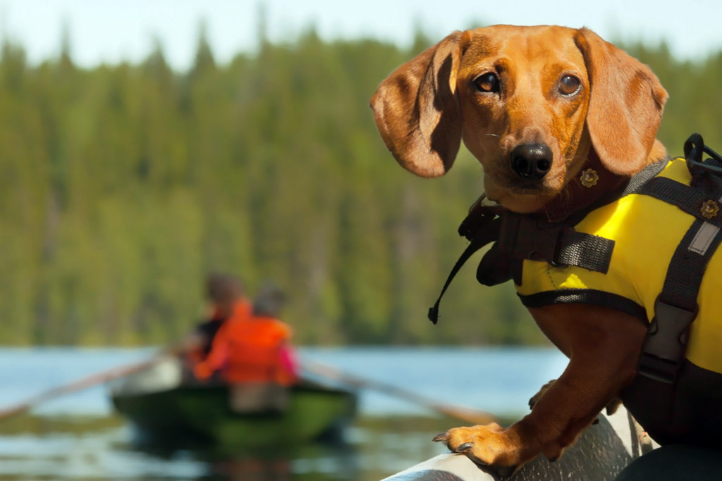 dog-water-sports